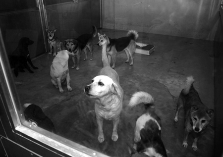 沖縄三線とおいらの日々 三線と雑種犬のいる風景 底辺の犬たち